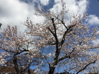 桜満開！！近江八幡〜八幡堀の桜