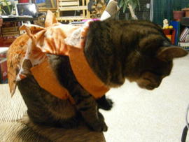 猫服のアレンジ