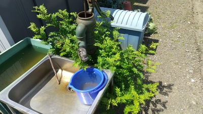 山椒の木 山椒の木