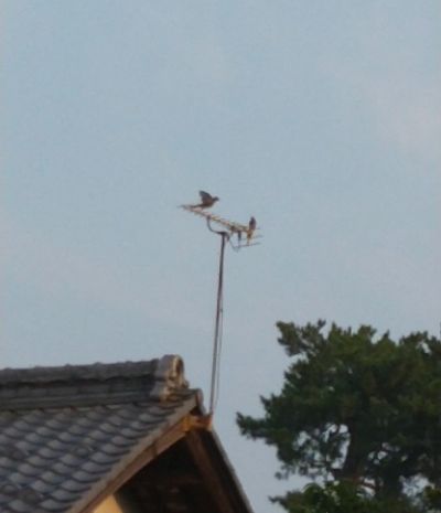 ヒヨドリ or ムクドリ どっち? ヒヨドリ or ムクドリ どっち?