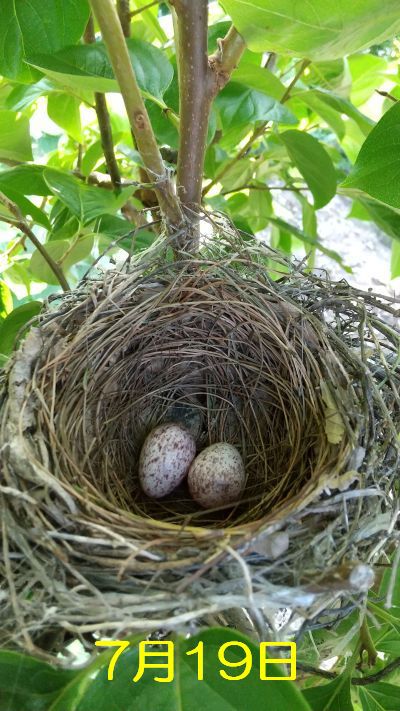 柿の木の鳥の巣に・・・ 柿の木の鳥の巣に・・・