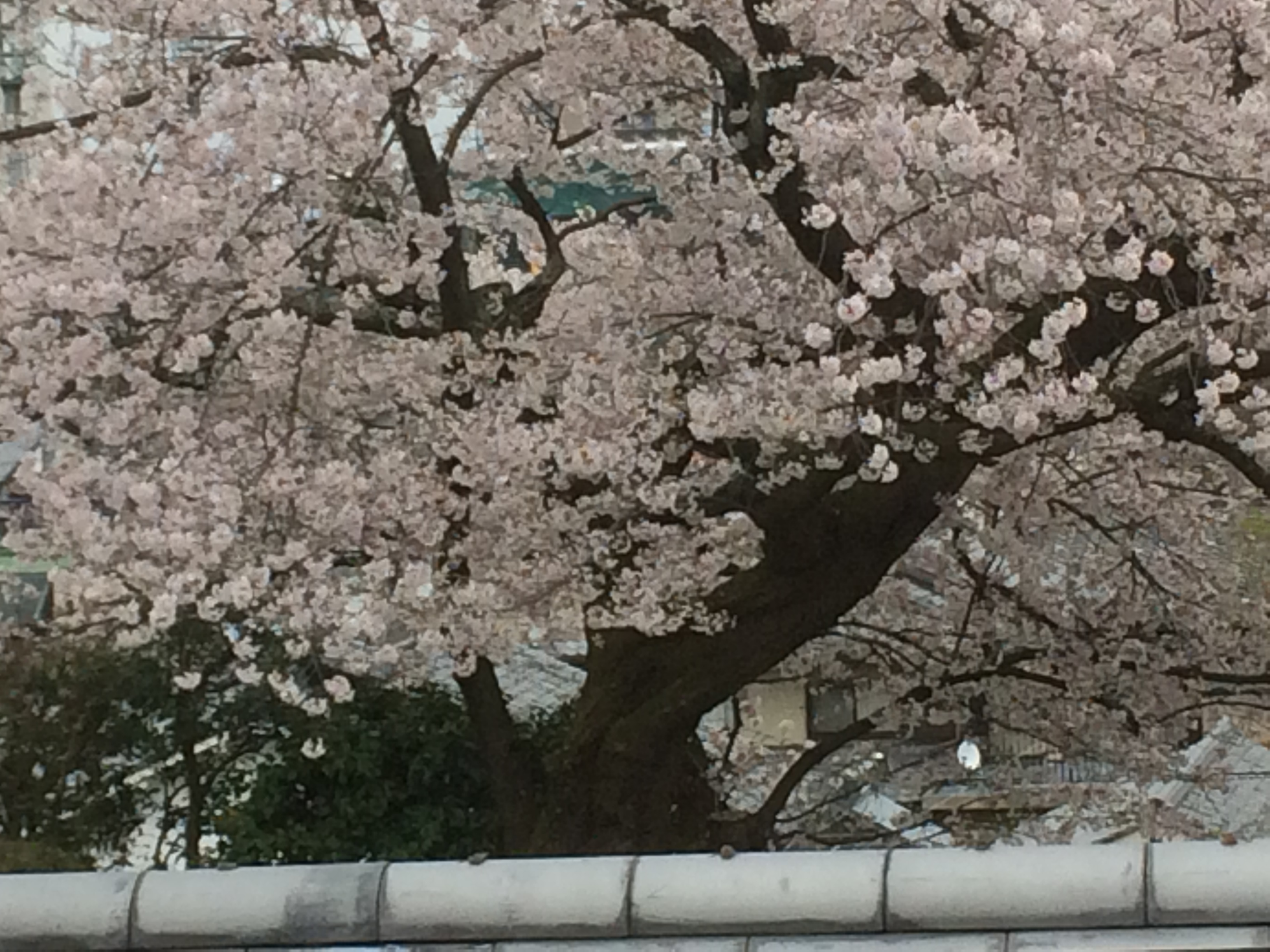 大津フリアンにて桜とブーケの前撮り