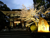 三井寺夜桜