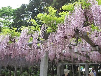 草津市の三大神社「砂ずりの藤」を見学する