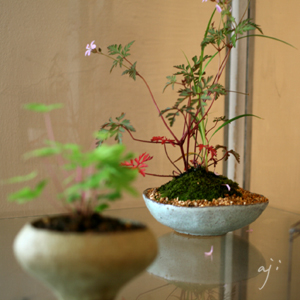 BONSAI