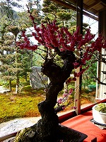 坂本盆梅展その1