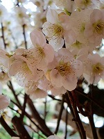 旧竹林院庭園~坂本盆梅展その3~