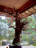 坂本盆梅展その1