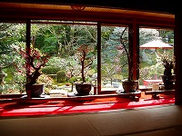 坂本盆梅展その1