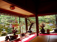 坂本盆梅展その1