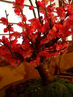 旧竹林院庭園~坂本盆梅展その3~