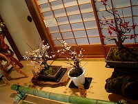 旧竹林院庭園~坂本盆梅展その3~