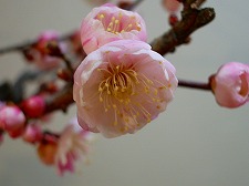 坂本盆梅展その1