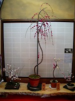 旧竹林院庭園~坂本盆梅展その3~