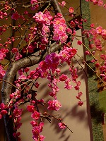 旧竹林院庭園~坂本盆梅展その3~