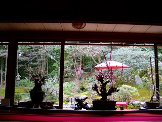 旧竹林院庭園~坂本盆梅展その2~