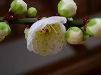 坂本盆梅展その1
