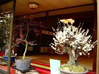 旧竹林院庭園~坂本盆梅展その3~