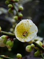 旧竹林院庭園~坂本盆梅展その3~
