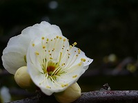 旧竹林院庭園~坂本盆梅展その3~
