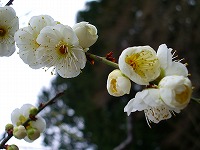 旧竹林院庭園~坂本盆梅展その3~