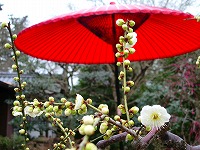 旧竹林院庭園~坂本盆梅展その3~