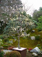 旧竹林院庭園~坂本盆梅展その3~