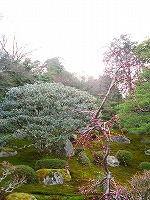 旧竹林院庭園~坂本盆梅展その3~
