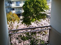 さくら〜春の朝のお楽しみ〜