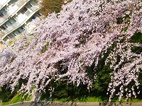さくら〜春の朝のお楽しみ〜