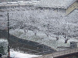 花隊長と4人の美女?