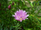 atelier fine 野菜の花