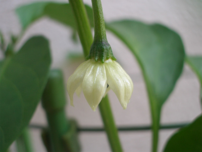 atelier fine 野菜の花