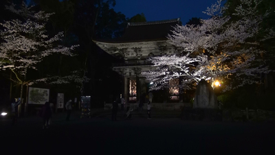 三井寺夜桜　ライトアップ