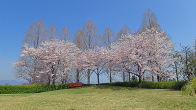 桜満開　水生植物公園みずの森