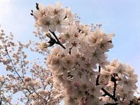 4/10桜in近江富士花緑公園