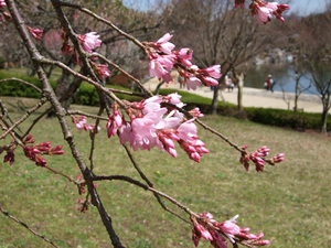 枝垂れ桜開花