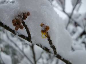 大雪