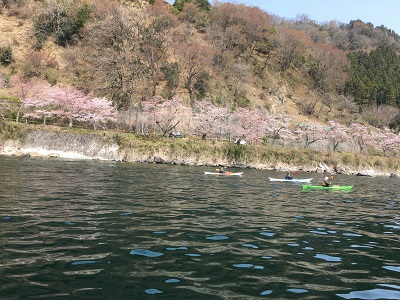 海津大崎の桜とノルディックウォーキング