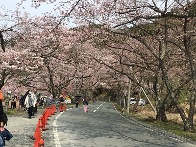 海津大崎の桜とノルディックウォーキング