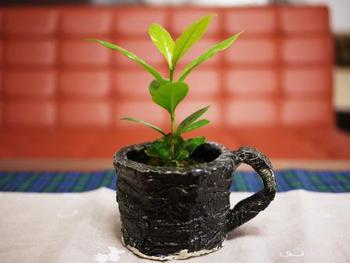 コーヒールンバ