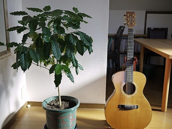 コーヒールンバ