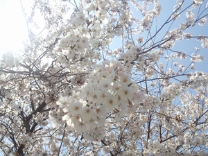 桜満開☆今月のイベント＆お休み