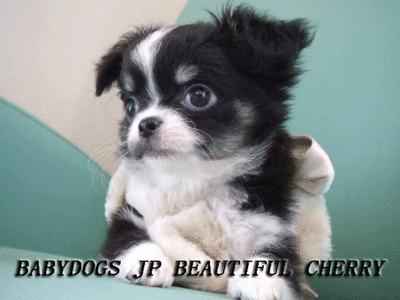 BABYDOGS JP BEAUTIFUL CHERRY
