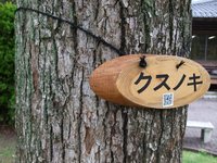 ナツツバキ
