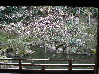 圓満院の桜