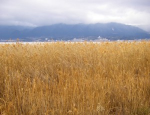 琵琶湖逍遙13周目-5 2010.01.16