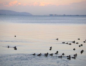 今日の打出浜 2009.12.18