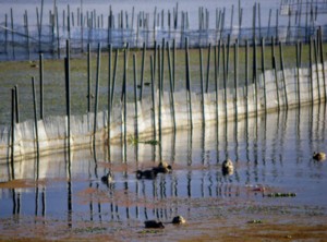 今日の打出浜 2009.12.07