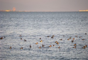 今日の打出浜 2009.12.07